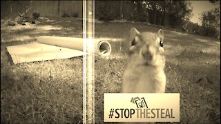Stop The Steal Chipmunks