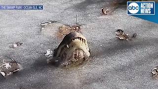 Alligators stick snouts through ice to survive freezing conditions, swamp park says