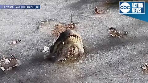Alligators stick snouts through ice to survive freezing conditions, swamp park says