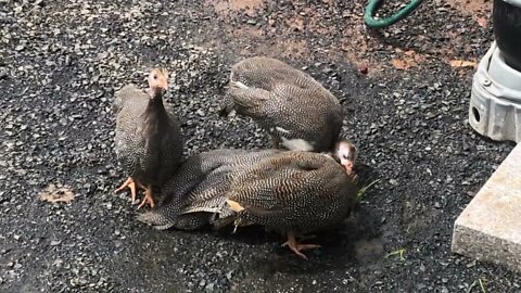 Guinea fowl keets 11 weeks old very cute.