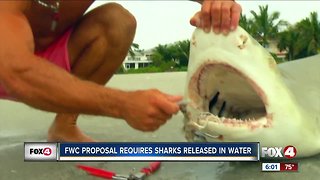 New catch and release shark proposal