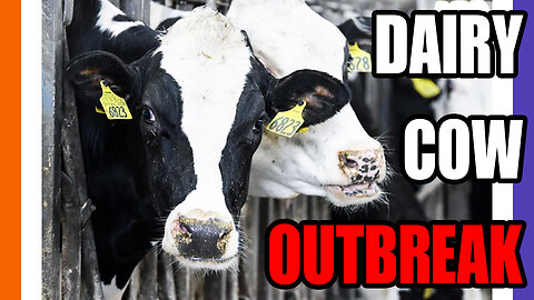 Avian Flu Hits Texas Dairy Cattle