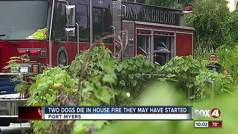 House fire could have been started by the two dogs it killed