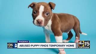 Puppy found with rubber bands around feet lands foster home