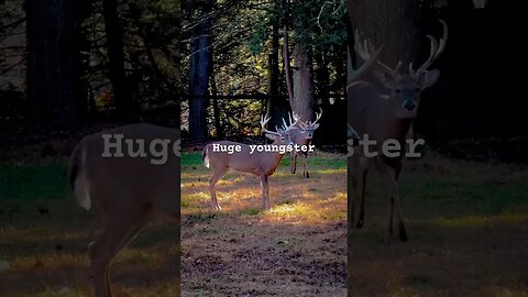 Beautiful 1.5 year old buck! #whitetaildeer #whitetailbuck #deer #deerfarming