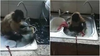 Una scimmia che lava i piatti