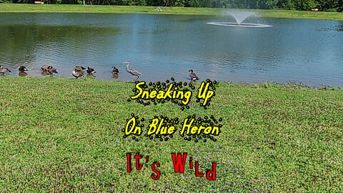 Sneaking Up On Blue Heron