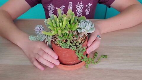 Succulent match-making -- finding succulents that work well together in arrangements