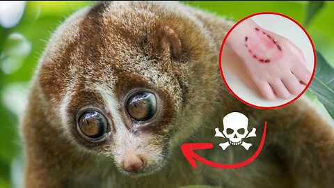 Top 10 Cutest Animals That Can Kill You | Beware of the Cuteness!