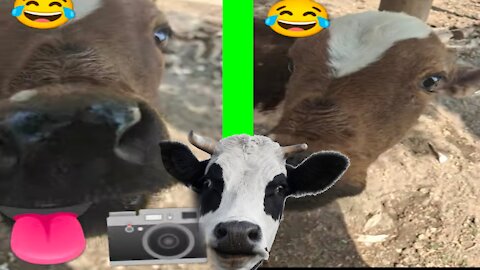 Cow licked the camera and started making his own video 😅😅