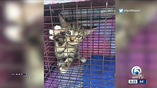 Stuart police rescue kitten trapped on Roosevelt Bridge