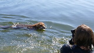 Swimming with WILD FOX in AUSTRALIA (Amazing Animal Encounter)
