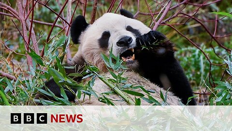 Edinburgh Zoo's giant pandas prepare to return to China | BBC News
