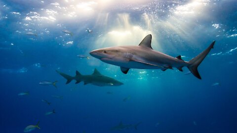 Shark attack on spear fisherman for yellowfin tuna at Ascension Island