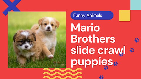 Puppies Crawling to Super Mario Brothers Theme