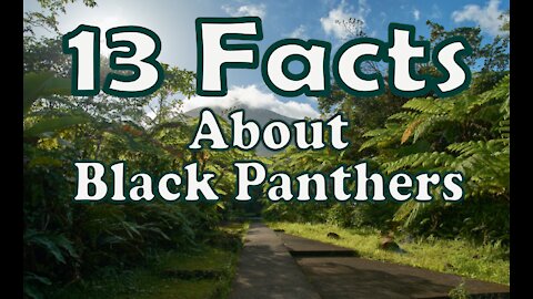 13 Facts about Black Panthers
