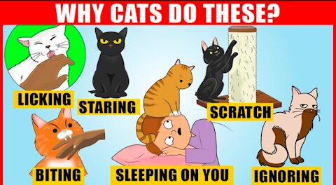 The Meaning behind 14 strangest Cat behaviors - jaw- dropping facts about Cats