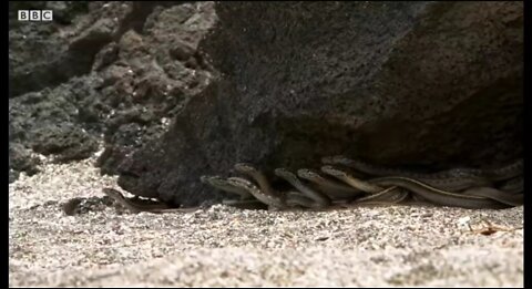 Iguana vs racer snakes - BBC video