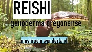 Reishi Mushrooms, Ganoderma Oregonense in the PNW