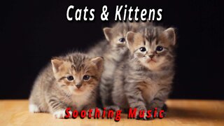 CATS & KITTENS: SOOTHING MUSIC