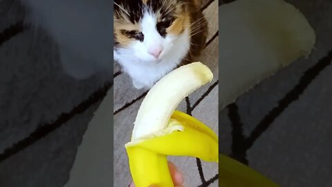Cats React to Banana