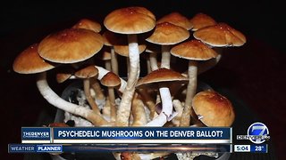 Psychedlic mushrooms could be on Denver ballot in May