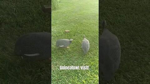 Scot Shorts #27 // Guineafowl Visit