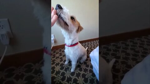 Ares Jack Russell Quick training session helps him relax from hotel noise