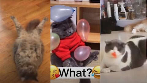 Best Funny Cat Videos 🤓 Cat Videos Compilation 😍