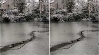 Ducks struggle across frozen lake