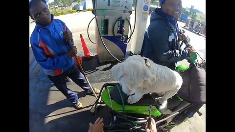 how much petrol do we buy ? #dogsofyoutube #dogs #doglover