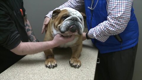 Lansing-area veterinarians overwhelmed with patients in pandemic aftermath