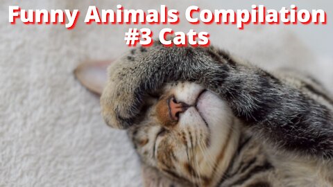 Watch Funny Animals Compilation #3 Cats