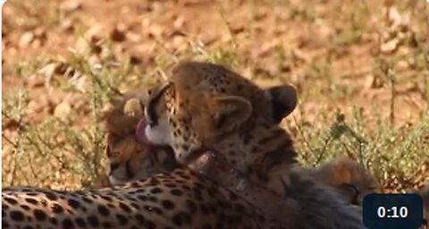 Cheetah Mom Tenderly Grooms Her Tiny Cubs