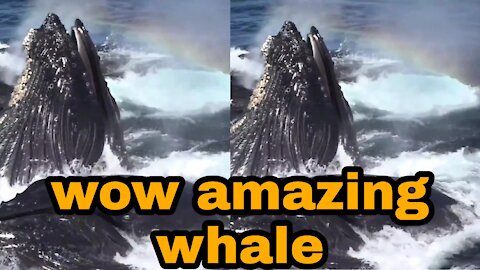 Amazing! Humpback Whales Lunge Feeding up close! Monterey Bay