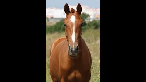 A humorous horse likes a rash on its neck