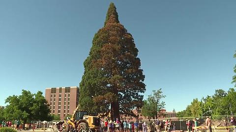 John Muir Giant Sequoia finds new home in downtown Boise