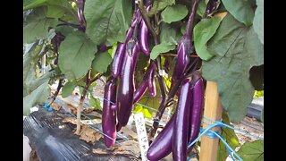 Growing Eggplants Without a Garden