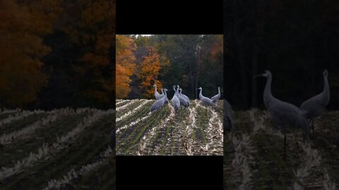 Sandhill Cranes Landing In A Corn Field #short #shortvideo #shorts