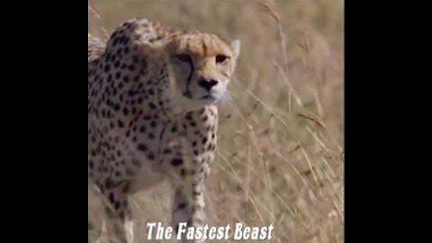 The Beast Status Cheetah Attitude #WildLifeThe Beast Status Cheetah Attitude #WildLife