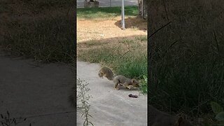 Curious Squirrel Wants Hot Wheels Toy Car #hotweels #squirrel #curious #captionthis #caught #toys