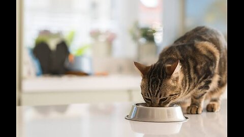 Hilarious: moment cat eat what they don't like
