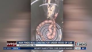 Man finds snake in his car