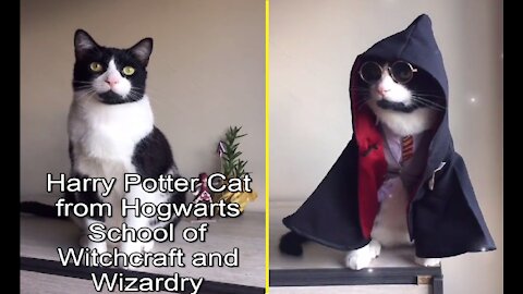 Harry Potter Cat from Hogwarts School of Witchcraft and Wizardry