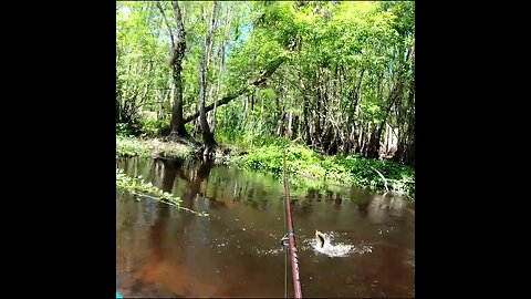 Creek Fishing For Bass