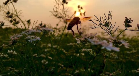 Bees are beautiful and saviour of the world 🐝❤