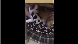Growling Rescue Dog Refuses To Give Up Favorite Toy