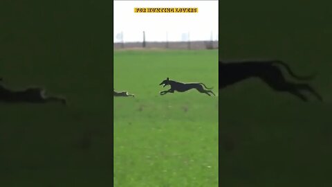 OMG 😱 unbelievable Hare 🐇 with high speed chasing from two Greyhounds Dogs 🐕 Galgos y liebres