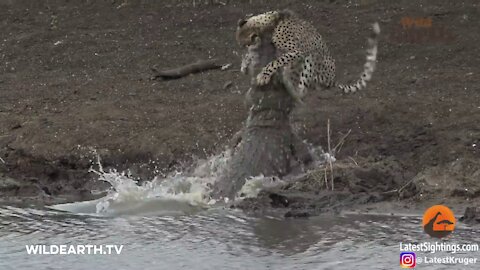crocodile snatches cheetah!!!