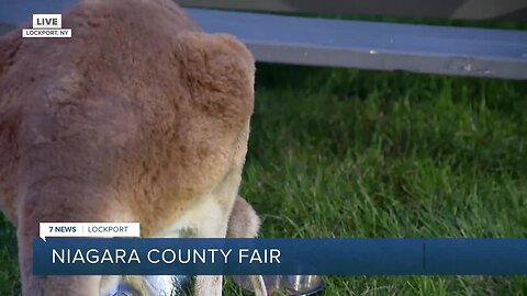 Niagara Co. Fair kicks off Wednesday